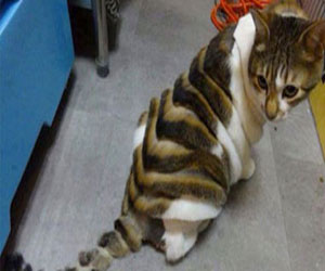 مصر اليوم - الحكم بسجن بريطانية أحرقت قطة أكلت سمكتها