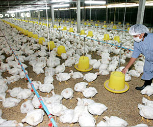 مصر اليوم - تونس تؤكد خلوها من إنفلونزا الطيور