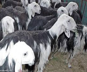   مصر اليوم - شيوخ حلايب يطالبون باستيراد الأغنام من السودان