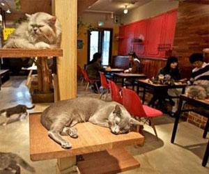   مصر اليوم - افتتاح أول فندق فرنسي مخصص للقطط فى مدينة ليون الفرنسية