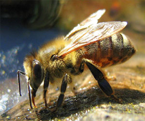   مصر اليوم - النحل يتذوق السكر والملح من خلال قدميه