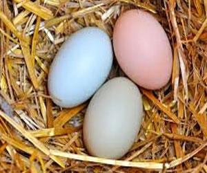   مصر اليوم - الطعام الغني بحمض التيروزين له انعكاس جيد على الصحة