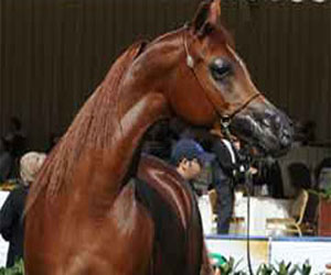   مصر اليوم - ركوب الخيل يساعد علي شفاء الأطفال المعاقين منذ الولادة