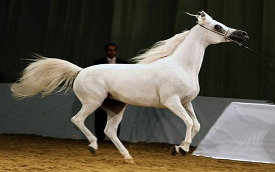   مصر اليوم - 383 خيلاً عالميًا يشارك في بطولة دبي الدوليّة للجواد العربيّ