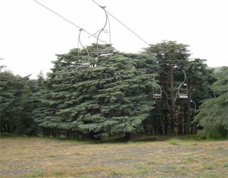 مصر اليوم - مدينة البليدة الجزائريّة تروّج مختلف أنواع الزهور