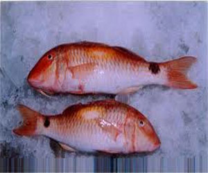   مصر اليوم - السَّمك الأحمر يمنع الخرف ويساعد على نمو الأطفال