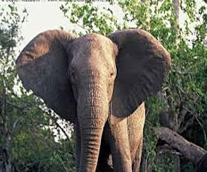   مصر اليوم - الآذان الكبيرة للافيال تساعدها على اكتشاف أيِّ تهديد بشري لها