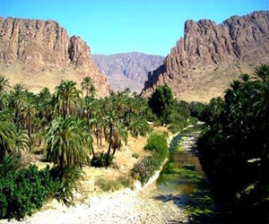   مصر اليوم - القنطرة بوابة الصحراء الجزائريّة وقبلة التاريخ الإسلاميّ