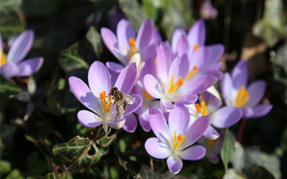   مصر اليوم - فصل الرَّبيع يزيد إفراز هرمونات السَّعادة ويقلِّل النُّوم وتصاحبه أعراض الحساسيَّة