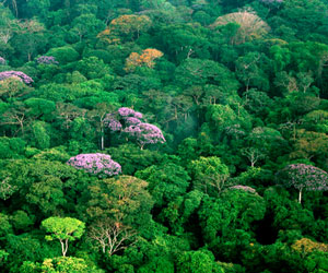   مصر اليوم - بان كي مون يؤكد أهمية الغابات في الاستجابة لمتطلبات التنمية المستدامة