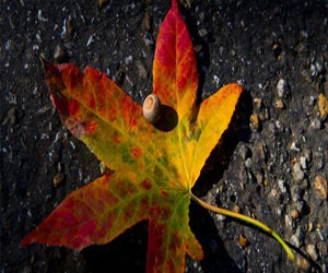   مصر اليوم - اكتشاف حشرة عاشت قبل 126 مليون سنة