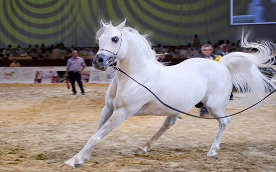   مصر اليوم - انطلاق فعاليّات بطولة ومعرض دبي الدوليّين للجواد العربيّ
