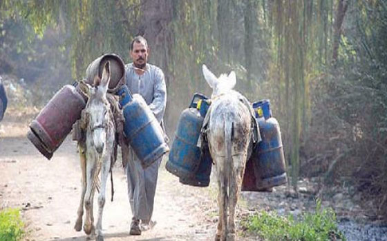   مصر اليوم - محافظ الجيزة يُؤكِّد توفير 700 أسطوانة بوتاجاز لأهالي البراجيل بالتَّنسيق مع البترول