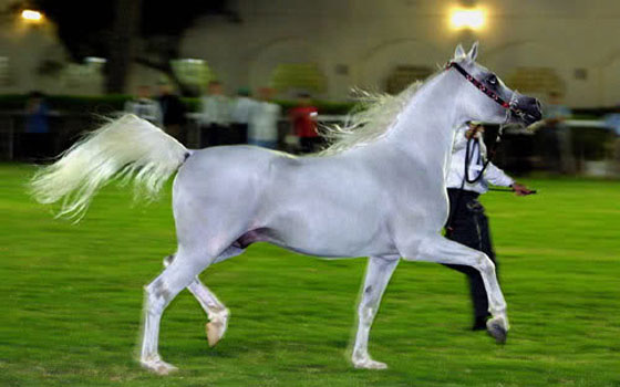   مصر اليوم - بطولة دُبي الدوليّة للجواد العربي تُسدل الستار على فعالياتها في مركز دُبي العالميّ