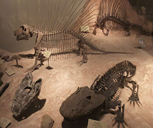   مصر اليوم - إكتشاف فقاريات تعيش منذ ملايين السنين في أستراليا