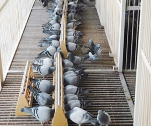 مصر اليوم - السعودي للحمام الزاجل ينظم البطولة الدولية لسباق الحمام الزاجل