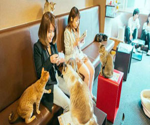   مصر اليوم - افتتاح أول مقهى للقطط في إيطاليا