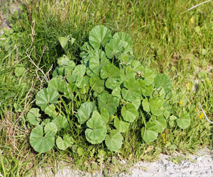   مصر اليوم - هيئة البيئة تشارك في اختتام فعاليات المخيم البيئي الكويت واحة خضراء