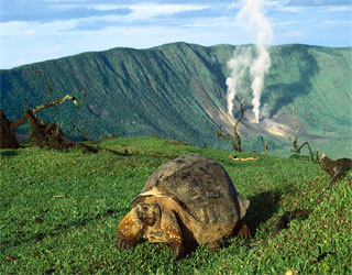 مصر اليوم - جولة عالميّة لرؤية الحيوانات المُهدّدة بالانقراض