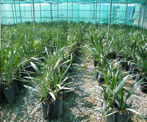   مصر اليوم - ندوة إعداد استراتيجية القطاع الزراعي في محافظة ظفار العمانية