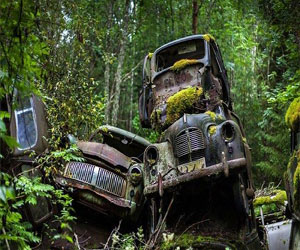   مصر اليوم - اكتشاف مقبرة لألف سيارة كلاسيكية في غابات السويد