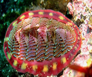   مصر اليوم - اكتشاف كائن رئيسي في تطور الحياة على وجه الأرض