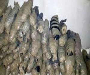 مصر اليوم - ضبط عاطل بحوزته 2 كيلو بانجو و200 قرص تامول قبل ترويجها في الغردقة