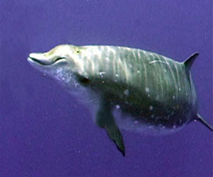   مصر اليوم - علماء: الحوت ذو المنقار بطلاً في الغوص