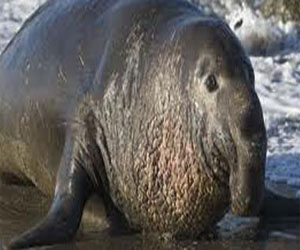   مصر اليوم - تغيرات المناخ تؤثر على توالد فقمة الفيل