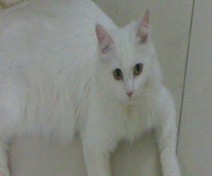   مصر اليوم - إصابة شخصين بالسل من عدوي لقطة أليفة في بريطانيا