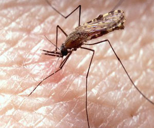   مصر اليوم - طفيل الملاريا يجذب البعوض إلى رائحة جسم الانسان
