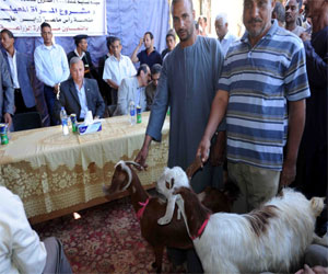   مصر اليوم - تسلّيم 100 رأس ماشية للأُسر الفقيرة في الأُقصر