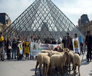   مصر اليوم - قطيع أغنام ينضم إلى السياح فى متحف اللوفر بباريس