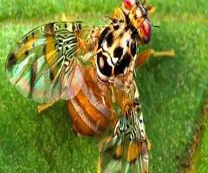   مصر اليوم - العلماء يقتربون من وضع أطلس تفصيلى لمخ ذبابة الفاكهة