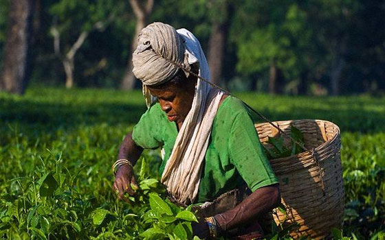   مصر اليوم - التَّغييرات المناخيَّة تُهدِّد إنتاج وجودة مكونات الشَّاي العالمي