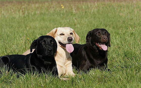   مصر اليوم - اللحوم النيئة تُسبِّب مرضًا غامضًا أودى بحياة أكثر من 40 كلبًا في بريطانيا