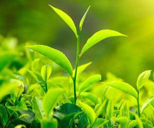 مصر اليوم - تغير المناخ يهدد إنتاج وجودة الشاي عالميًا