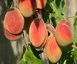   مصر اليوم - تناول 3 ثمرات من الخوخ يومياً يحد من إصابة سرطان الثدي