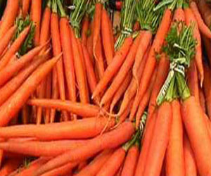   مصر اليوم - الجزر يحد من خطر الإصابة من سرطان البروستاتا