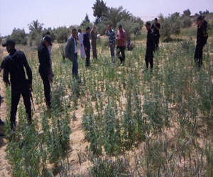 مصر اليوم - ضبط 2000 شجرة من نبات البانجو في قنا