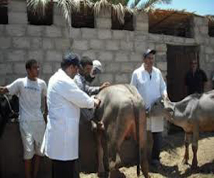   مصر اليوم - حملات تطعيم موسعة بدمياط للحفاظ على الثروه الحيوانية