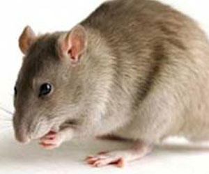   مصر اليوم - فئران بأحجام القطط تجتاح مدينة برمنغهام