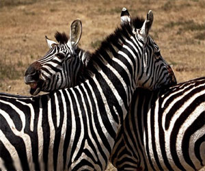   مصر اليوم - سرّ الخطوط التي تغطي جسم الحمار الوحشي