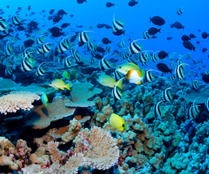   مصر اليوم - مشروع إقليمي للحفاظ على مواطن تكاثر الأسماك في البحر الأحمر