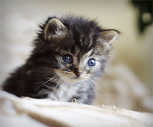   مصر اليوم - القطط المنزلية السبب وراء نقل مرض السل البقري