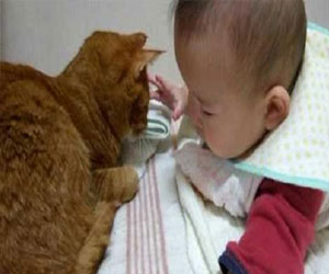   مصر اليوم - عضة القطة للطفل تستدعي الطبيب فورًا