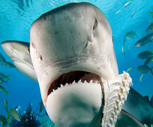   مصر اليوم - قرش يهاجم امرأة أثناء سباحتها في الساحل الشرقي لأستراليا