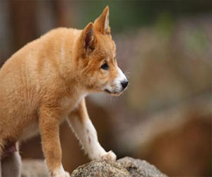   مصر اليوم - كلب الدنجو الأسترالي ينتمي لسلالة فريدة