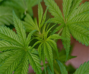   مصر اليوم - اكتشاف جزء طبيعي في المخ يعوق تأثيره المادة الفعالة في نبات القنب