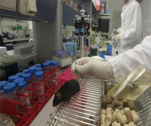   مصر اليوم - باحثون يكشفون النقاب عن خريطة تفصيلية لمخ الفأر